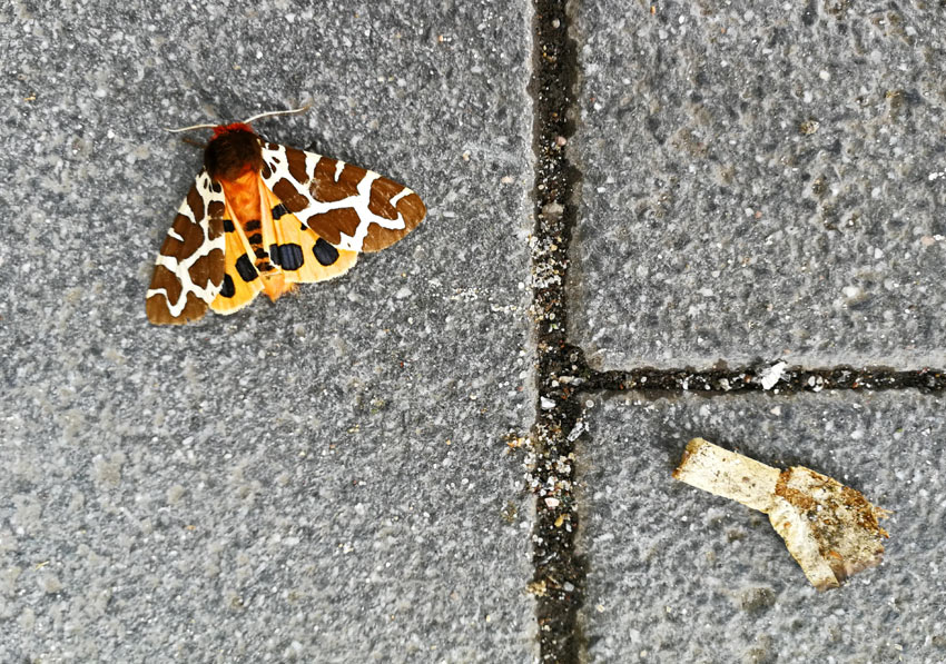 brauner bär, lauenburg. 30. juli 2019