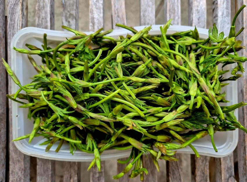 19.4.2025, wilder-hopfen-sprossen. tempelhof