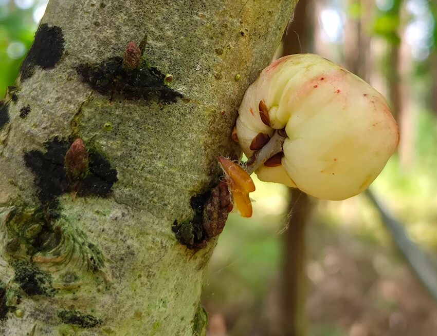 bei liebitz, 1.6.2025