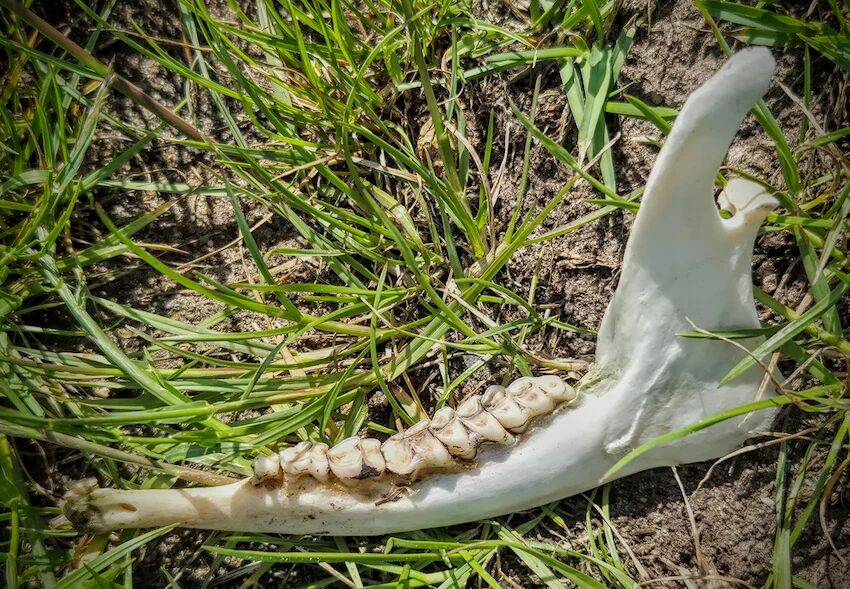 bei dussvitz, 1.6.2025