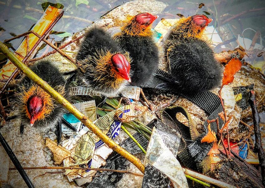 12.-17.6.2025, amsterdam. 