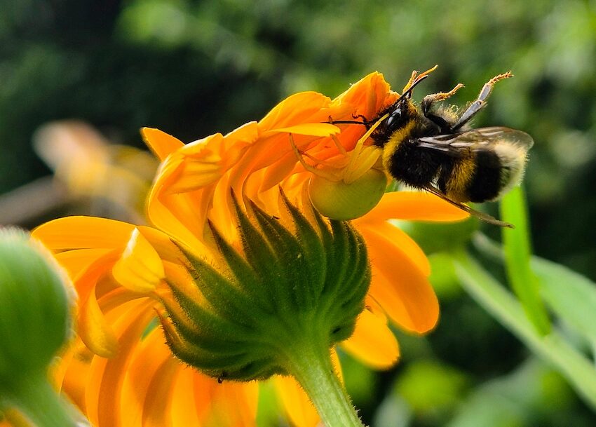 10.7.2025, tempelhof, garten