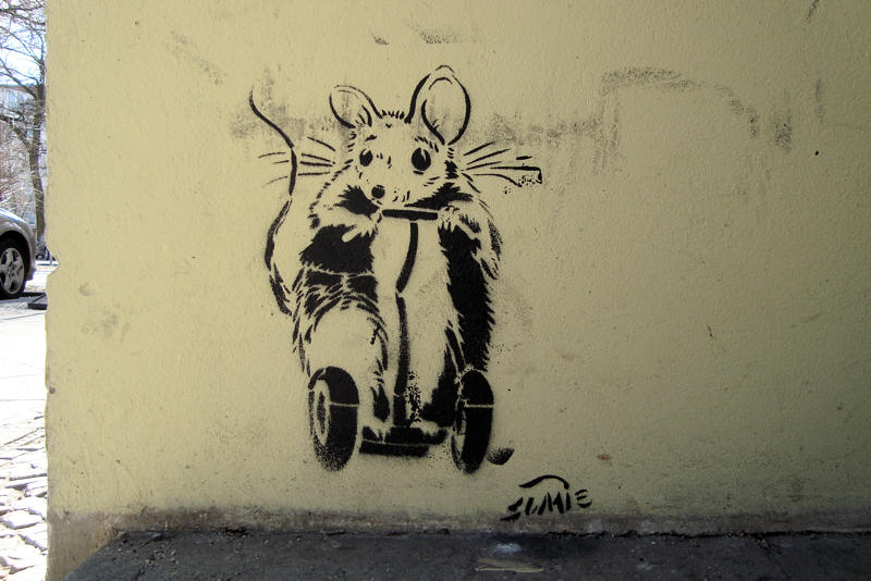 Ratte oder Maus?