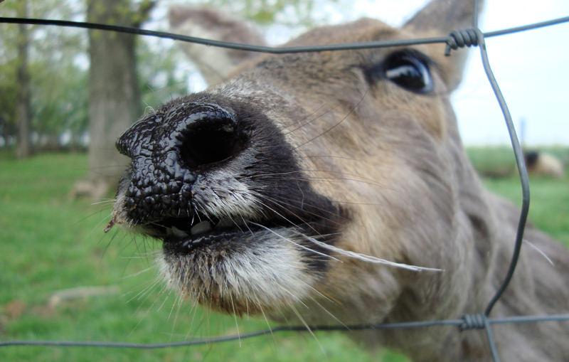 Reh im Garten