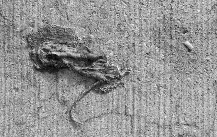 für die tote-Tiere-Serie