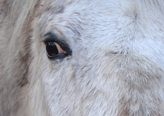 Blick