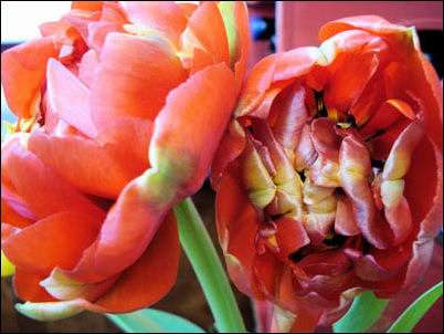 Tulpenkohl